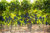 Спелый виноград, растущий на зеленых кустах при солнечном свете — стоковое фото