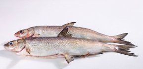 Primo piano di deliziosi due pesci bianchi freschi interi — Foto stock