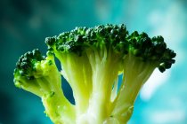 Blanched broccoli florets on blue background — Stock Photo