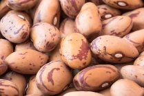 Dried borlotti beans close up — Stock Photo
