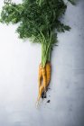 Eine frisch geerntete gelbe Karotte (daucus carota)) — Stockfoto