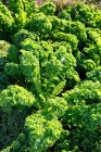 Close-up shot of delicious Kale in the field — Stock Photo