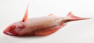 Raw red snapper isolated on white background — Stock Photo