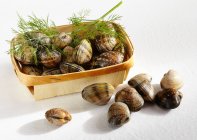 Venusmuscheln, roh und geschlossen, mit Holzkorb — Stockfoto