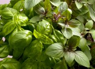 Close-up shot of delicious Two different types of fresh basil — Stock Photo