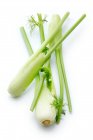 Fennel on a white background — Stock Photo