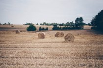 Hay bales in a field — Stock Photo