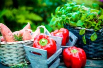 Fresh vegetables on wood in garden — Stock Photo