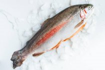 Rainbow Trout farmed in South Africa — Stock Photo