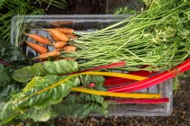 Légumes frais sur le marché — Photo de stock