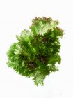 Fresh green lettuce leaves isolated on white background — Stock Photo