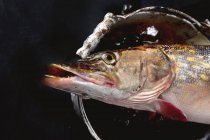 Pike fish on black background — Foto stock