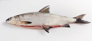 Whole whitefish isolated on white background — Stock Photo