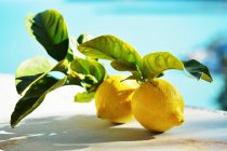 Два лимона с листьями на солнце — стоковое фото