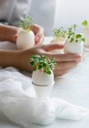 Microgreens no conceito de cascas de ovos, primavera e Páscoa — Fotografia de Stock