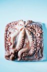 Frozen Octopus in square shape on blue background — Stock Photo