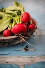 Freshly picked radishes in a wooden bowl — Stock Photo