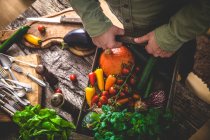 Фермер держит собранные овощи — стоковое фото