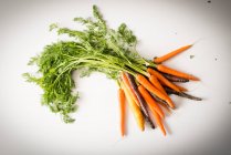 Bunch of carrots and purple carrots with green tops — Stock Photo