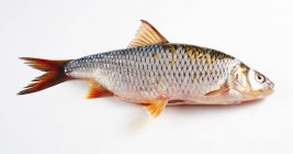 Pesce intero con gli occhi rossi, eviscerato isolato su un campo da gioco bianco — Foto stock