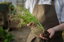 Eine Hand hält eine Gemüsepflanze mit einem Wurzelballen — Stockfoto