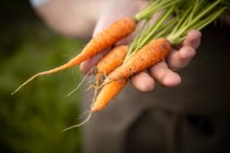 Manos sosteniendo zanahorias recién cosechadas - foto de stock