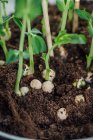 Growing chickpeas in soil with green stems — Stock Photo