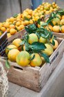 Naranjas ecológicas en el mercado campesino - foto de stock