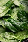 Fresh green spinach leaves on a black background — Stock Photo