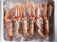 Норвезькі омари на льоду для упаковки — стокове фото
