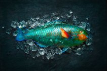Крупный план вкусной цветной попугайской рыбы на льду — стоковое фото