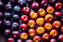 Shiny fresh plums, top view — Stock Photo