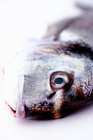 Голова свежего морского леща (крупным планом)) — стоковое фото