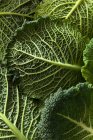 Close up detail shot of Savoy cabbage leaves — Stock Photo