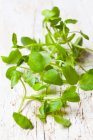 Fresh organic watercress close-up view — Stock Photo