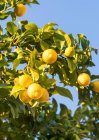 Limoni della regione dell'Alentejo in Portogallo — Foto stock