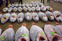 Tuna at the Tsukiji Fish Market in Tokyo, Japan — Stock Photo
