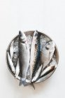 Una ciotola di pesce fresco su ghiaccio - sgombro, spigola, sarago e whitebait — Foto stock