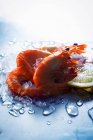 Boiled shrimps on ice with a slice of lemon — Stock Photo