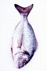 Une brème de mer entière avec queue et nageoires latérales sur fond blanc — Photo de stock