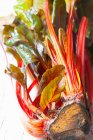 Органический красный стебль — стоковое фото