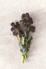 Flor única de brócoli púrpura brotando sobre un fondo de piedra - foto de stock