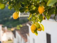 Лимоны из региона Алентежу в Португалии — стоковое фото