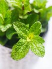 Fresh mint in a small cup — Stock Photo