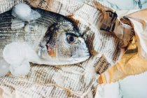 Dorade with ice cubes on newspaper — Stock Photo