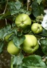 Green apples in a tree — Stock Photo