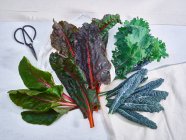 Kale, Rainbow Chard, Chard — Stock Photo