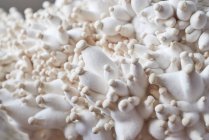Крупным планом вкусные свежие золотые устричные грибы — стоковое фото