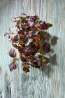 Свіже виноградне листя на дерев'яному фоні — стокове фото