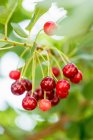 Cheries vermelho orgânico e doce na árvore — Fotografia de Stock